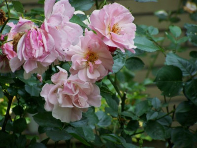 Juli_2009_Marchenland.jpg