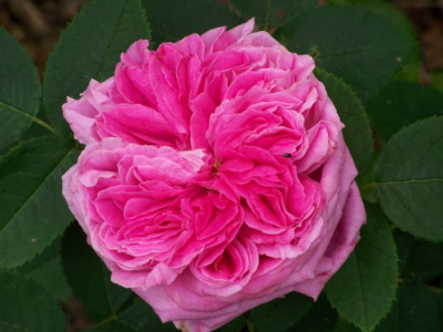 Juli_2009_Anna_de_Diesbach.jpg