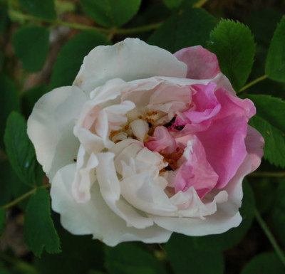 Quatre_Saisons_Blanc_Mousseux_0010__53204.jpg
