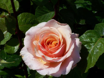 Buga_Schwerin_2009_Paco.jpg