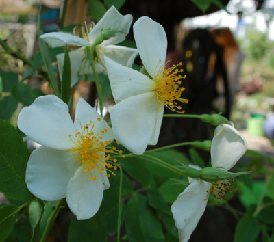 Rosa_moschata_0010__53149.jpg