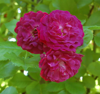 Bleu_Magenta__0010__53142.jpg