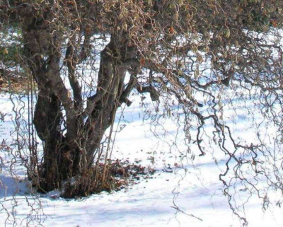 HBV_corylus_avellana_contorta.jpg