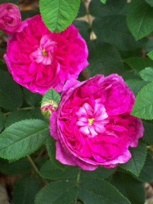 Juli_2009_Belle_Rosine.jpg