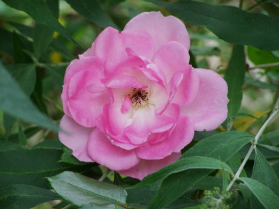 Juli_2009_Centenaire_Blute.jpg