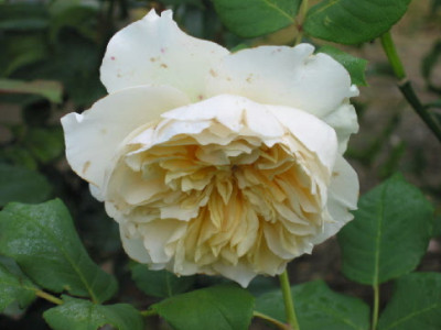 Swan__Juli_09.jpg