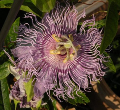 passiflora_incarnata_1.JPG