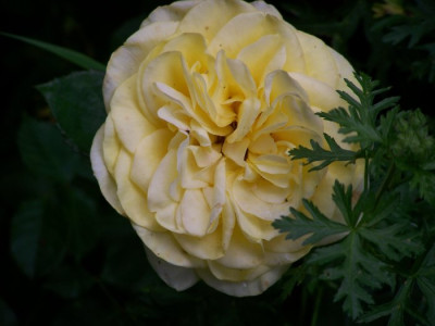 Sunlight_Romantica_Blute.jpg