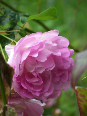 Duchesse_Angouleme.jpg