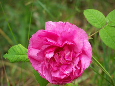 Empress_Josephine_Blute.jpg