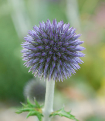Echinops_ritro_0010__53520.jpg