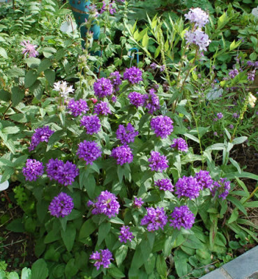Campanula_glomerata__0010__53181.jpg
