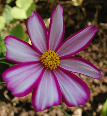 Cosmea_bipinnata_0010__53146.jpg