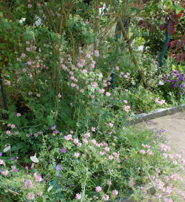 Coronilla_varia_0010__53179.jpg