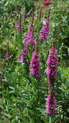 Lythrum_salicaria_0010__53160.jpg