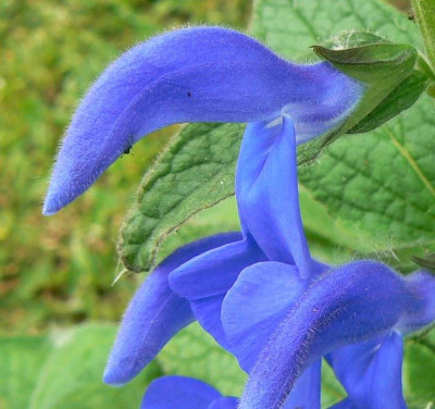 Salvia_patens_09630.jpg