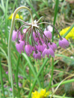 Allium_cernuum_090630.jpg
