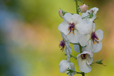 Verbascum-blattaria-Jul0209.jpg