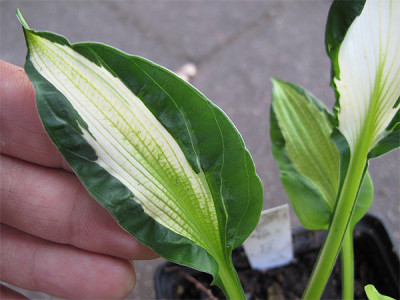 hosta_swiss_lady_detail.jpg