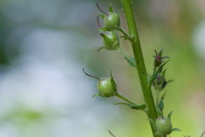 Verbascum-blattaria-Samenstand-Jul0209.jpg