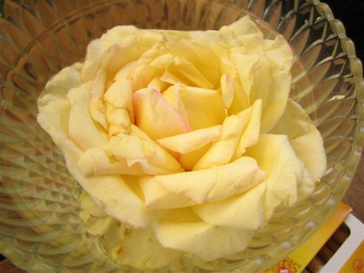 IMG_5664_Small.JPG