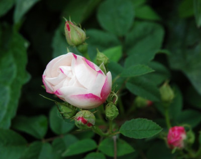 DSC_3031hebe1.jpg