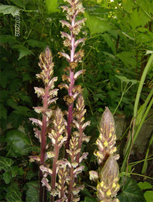 Efeu-Sommerwurz-010709.jpg