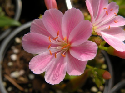 Lewisia_Samling.JPG