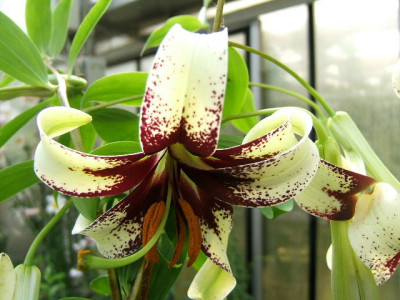 DSCF9527.JPG