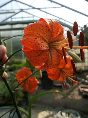 DSCF9519.JPG