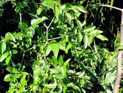 75-Ziziphus-090701.jpg