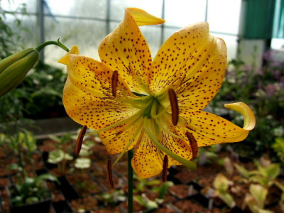 DSCF9506.JPG