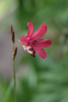 Dierama090614_kl.jpg