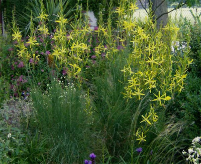 asphodeline-liburnica-02070.jpg
