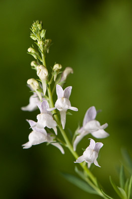 Linaria-weiss-nicht-mehr-was-Jul0209.jpg