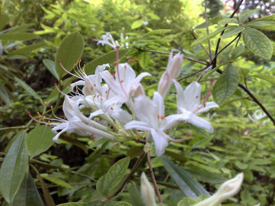 Kopie_von_01072009Rh.viscosum_coryi.jpg