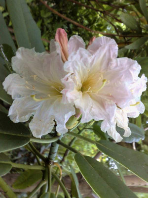 Kopie_von_02072009Rh.glanduliferum_CHM_7131_03.jpg