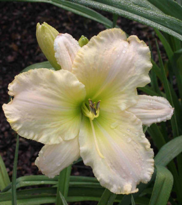 SWhiteGiant09.jpg