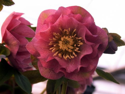 HessMutt05.8_rosa_gefuellt002.jpg