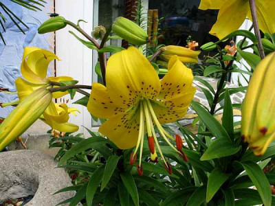gelbe-falsche_-citronella.jpg