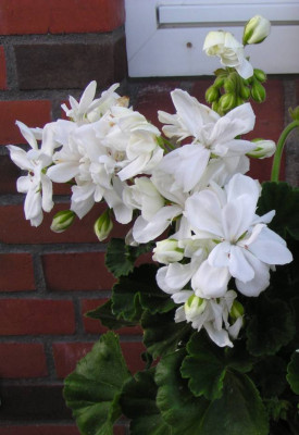 pac_blanca002_640.jpg