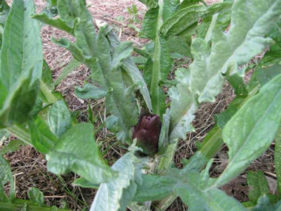 K640_IMG_0701.JPG