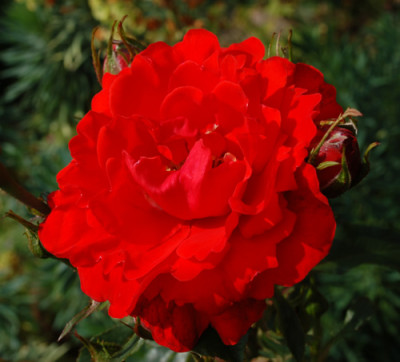 Kordes_Brillant_0010__3571.jpg