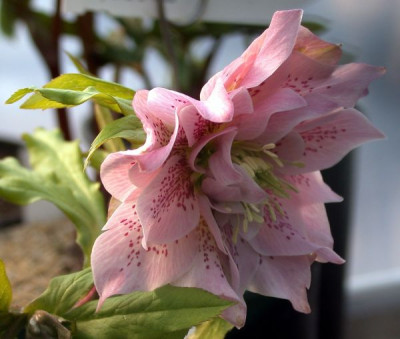 HessMutt05.9_rosa_gefuellt_gepunktet003.jpg