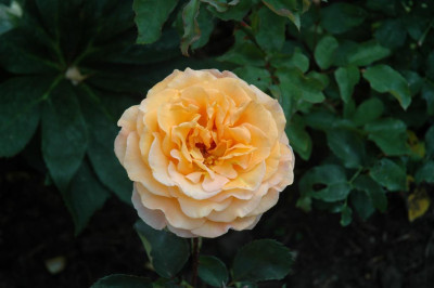 A9701_Large.JPG