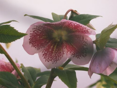 HessMutt05.10_rosa_einfach_gepunktet002.jpg