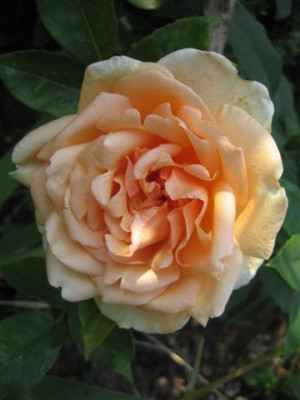 IMG_5667_Small.JPG