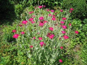 IMG_7215.JPG