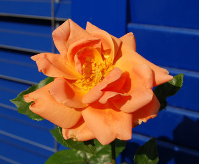 Konrad_Thonges__53714_95.jpg