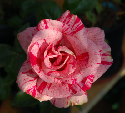 MAColorad_0010___53537.jpg